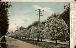 White Magnolias, Oxford St Postcard