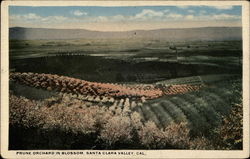 Prune Orchard in Blossom Postcard