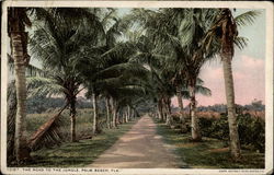 The Road to the Jungle Postcard