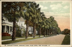 St. Charles Avenue, Showing Giant Palm Trees Postcard