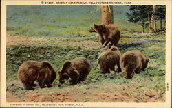 Grizzly Bear Family, Yellowstone National Park Postcard