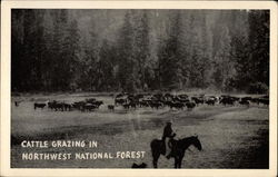 Cattle Grazing in Northwest National Forest Cowboy Western Postcard Postcard