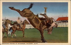 Bronco Riding at Stampede, colorized Calgary, AB Canada Alberta Postcard Postcard