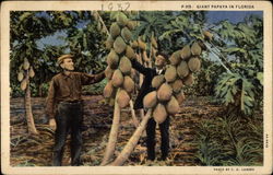 Giant Papaya in Florida Trees Postcard Postcard