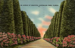 An avenue of beautiful Australian pines, Florida Postcard