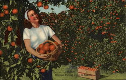 Orange Picking Time in Florida, woman in grove Postcard