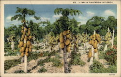 A Papaya Plantation in Florida Postcard