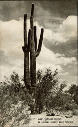 Giant Sahuara Cactua on Arizona Desert Near Phoenix Postcard