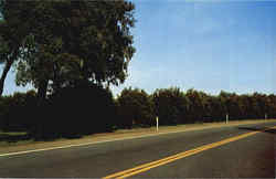 Orange Groves Along Florida Highway Postcard