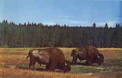 Bison Bulls Yellowstone National Park, WY Postcard Postcard