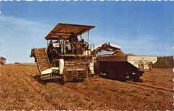 Potato Harvester Aroostook County, ME Postcard Postcard