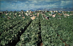 Lettuce Harvest in Central Arizona's Salt River Valley Postcard Postcard