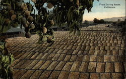 Fruit Drying Scene Postcard