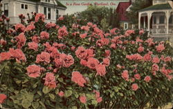 In a Row Garden Postcard