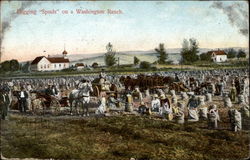 Digging "Spuds" on a Ranch Washington Postcard Postcard