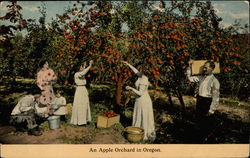 An Apple Orchard in Oregon Postcard Postcard