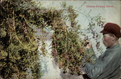 Chinese Picking Olives Farming Postcard Postcard