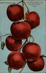 Spitzenberg Apples as they grow Postcard