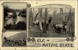 Elk in Native State Postcard