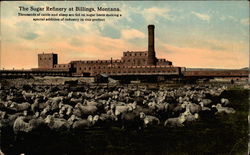 Sugar Refinery Postcard