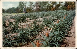 A Pineapple Field Postcard