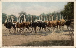 Charge of the Light Brigade, Cawston Ostrich Farm Postcard