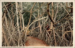 Mangrove Trees, Jungle Trail Postcard