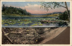 Pond Life Milwaukee, WI Postcard Postcard