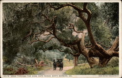 Drive Through the Oaks, Hope Ranch Postcard