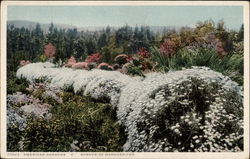 American Gardens "K" Border of Margerites Postcard