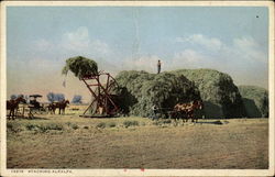 Stacking Alfalfa Postcard