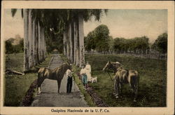 Guapiles Hacienda de la U. F. Co Costa Rica Central America Postcard Postcard