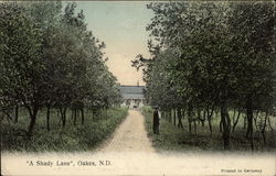 "A Shady Lane", Oakes, N.D North Dakota Postcard Postcard