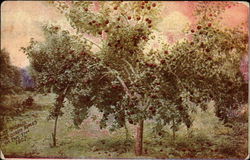 22 bushels Rome Beauty apples on this tree, 1907 Payette, ID Postcard Postcard