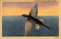 Flying Fish Santa Catalina Island, CA Postcard Postcard