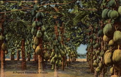 A Papaya Plantation in Florida Postcard