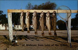 68 Pounds of Walleyes Lake of the Woods, MN Postcard Postcard