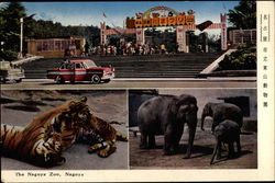 The Nagoya Zoo Postcard