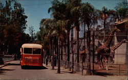 Touring Bus - San Diego Zoo, Balboa Park California Postcard Postcard