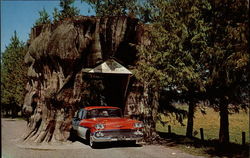 Giant Cedar Stump on Highway 99 Postcard