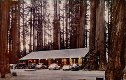 Richardson Grove State Park Postcard