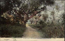 Oak Trees and Driveway Ventura, CA Postcard Postcard