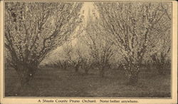 A Shasta County Prune Orchard California Postcard Postcard