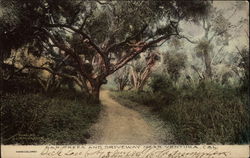 Oak Trees and Driveway Postcard