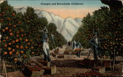 Oranges and Snowfields, California Postcard