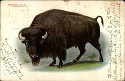 Buffalo Postcard