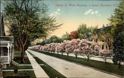 Oxford St., White Magnolias in Bloom Rochester, NY Postcard Postcard