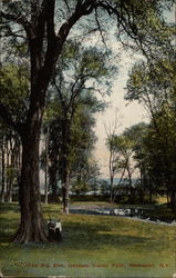 The Big Elm, Genesee Valley Park Rochester, NY Postcard Postcard