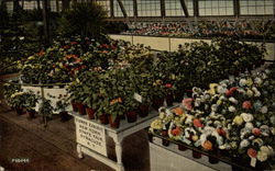 Flower Exhibit, New York State Fair Syracuse, NY Postcard Postcard