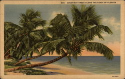 Cocoanut trees along the coast of Florida Scenic, FL Postcard Postcard